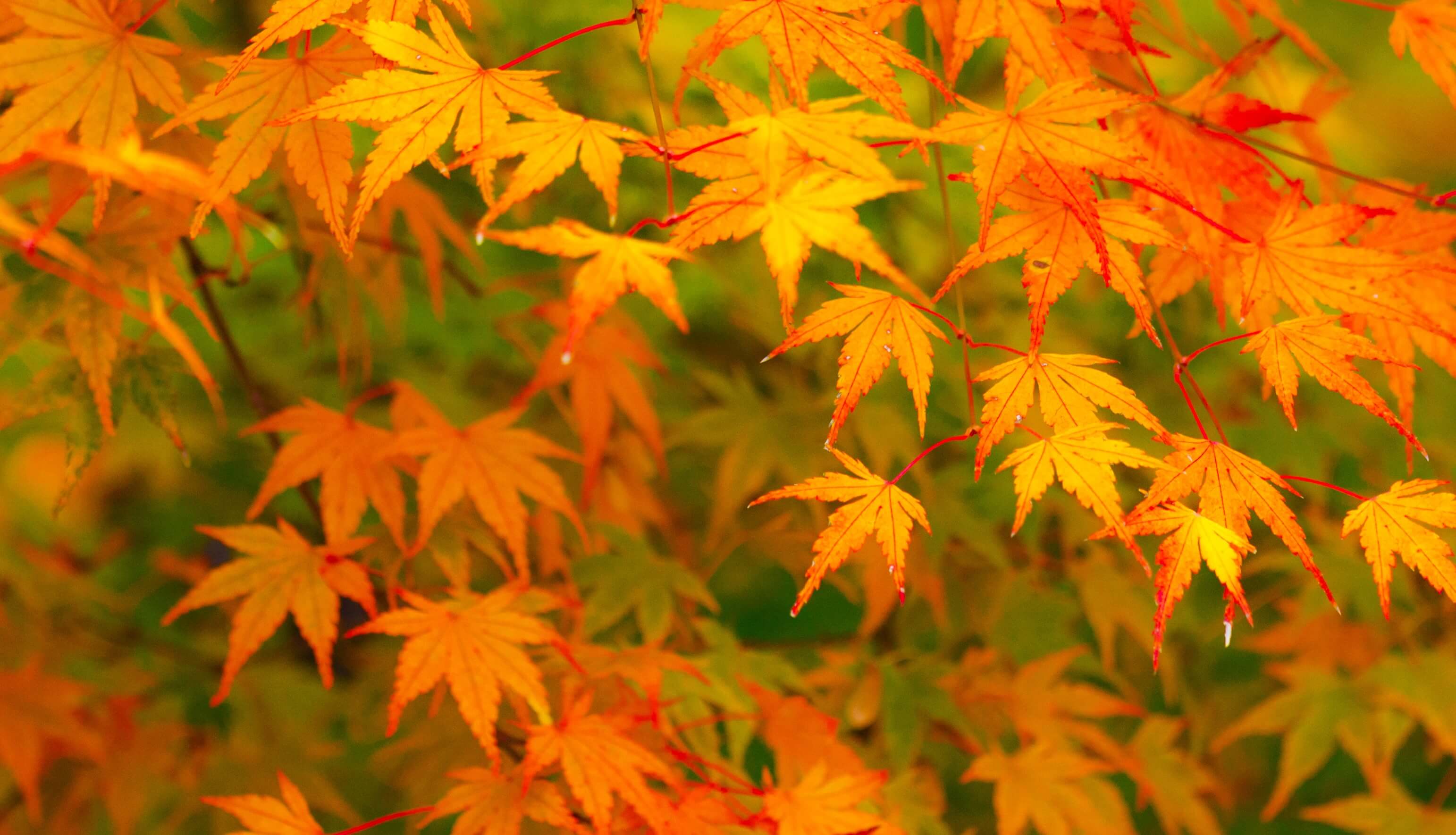 Artificial Maple Trees