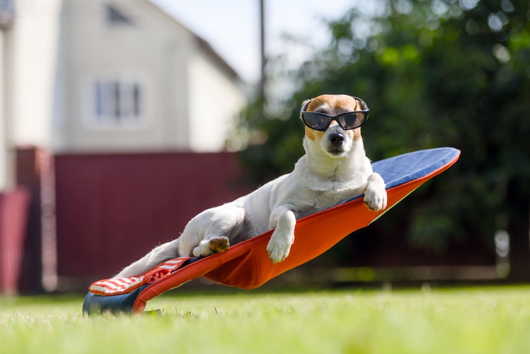 Sun Loungers