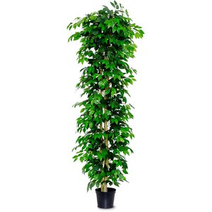 6ft Artificial Ficus Nitida Tree/