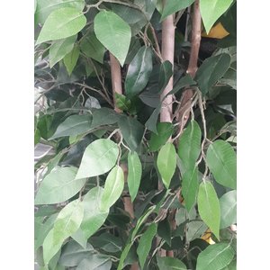 6ft Artificial Ficus Nitida Tree/