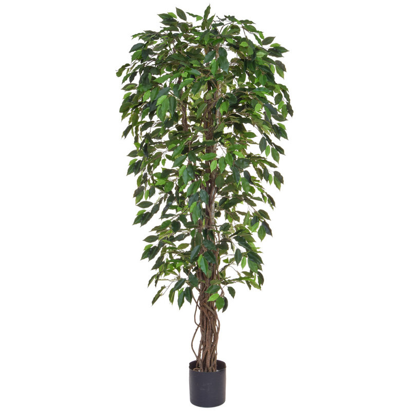 Artificial Ficus Liana Green 180cm with Natural Tree Trunk (Fire Retardant)/