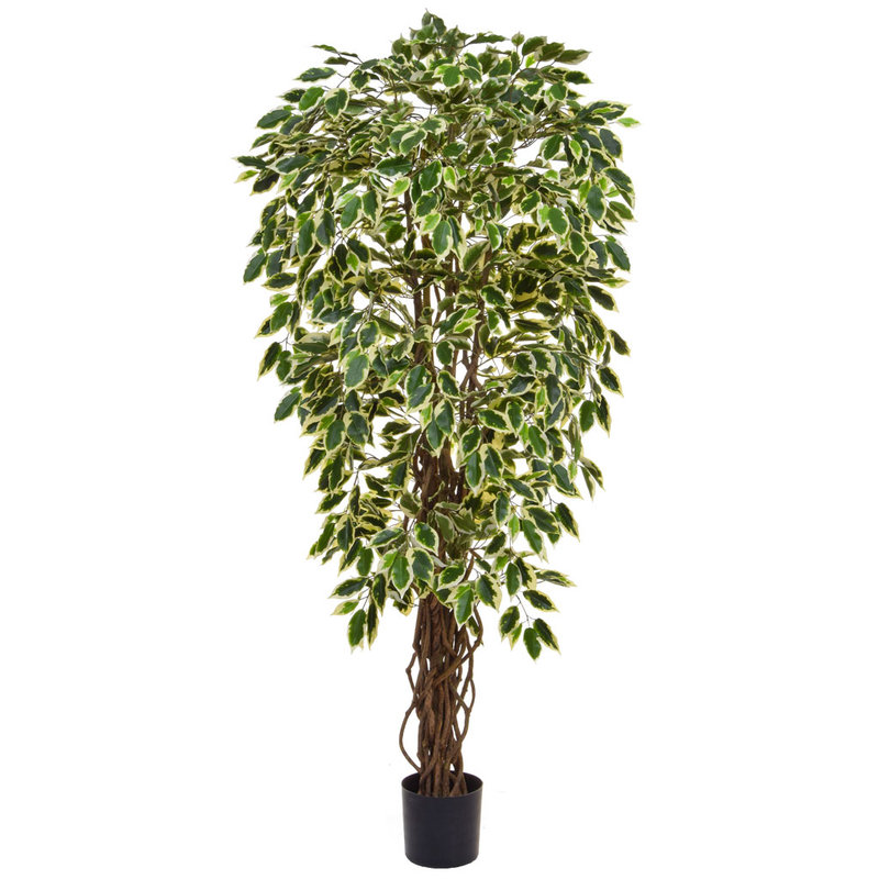 Artificial Ficus Liana Variegated 150cm with Natural Tree Trunk (Fire Retardant)/