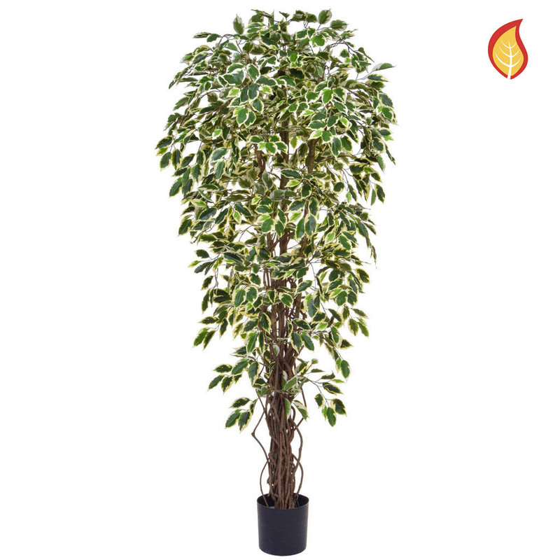 Artificial Ficus Liana Variegated 180cm with Natural Tree Trunk (Fire Retardant)/