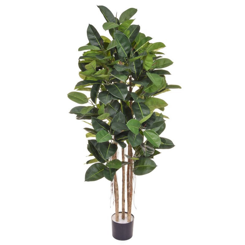 Artificial Ficus Elastica 170cm with Natural Tree Trunk/