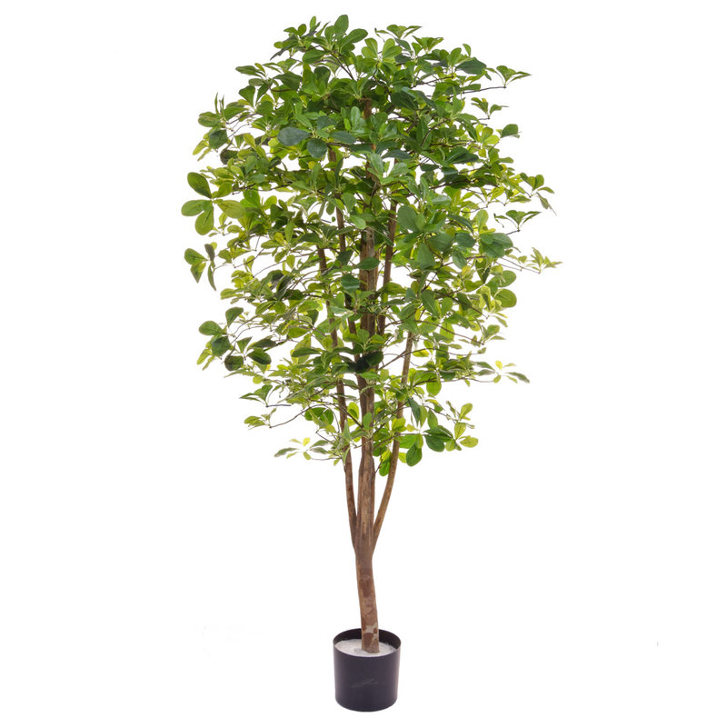 Artificial Schefflera 180cm with Natural Tree Trunk/