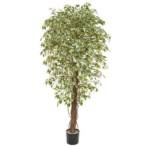 180cm Artificial Ficus Liana Variegated/