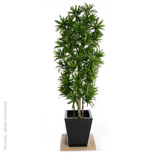 180cm Fire Retardant Song of Jamaica Artificial Dracaena/