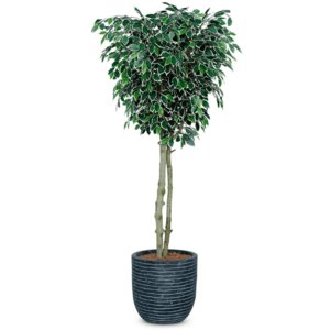 6ft Artificial Ficus Benjamina Tree